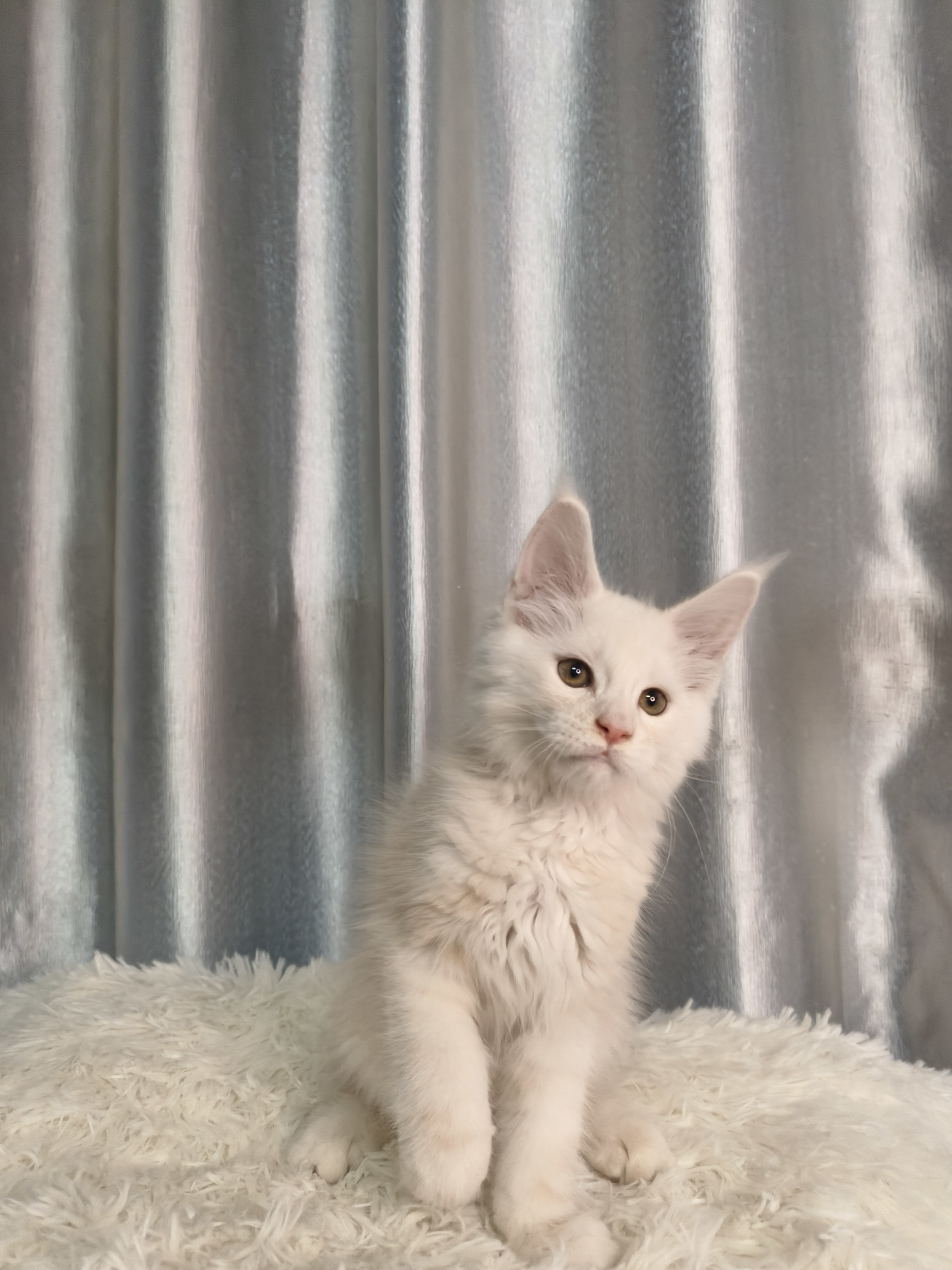 缅因猫